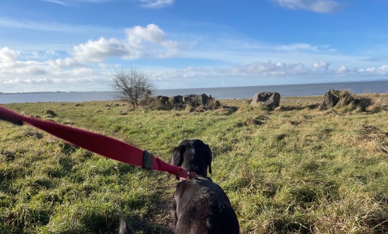 Why Choose a Pet Friendly Caravan Park?