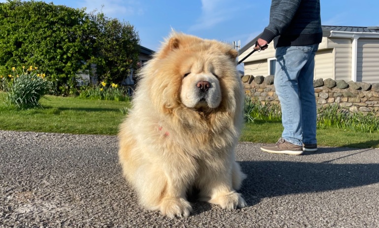 Cut the Cost of Kennels With a Pet Friendly Caravan Park
