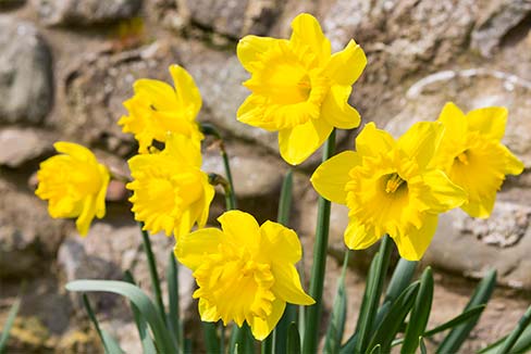 Morecambe Lodge Holiday Homes Daffodils