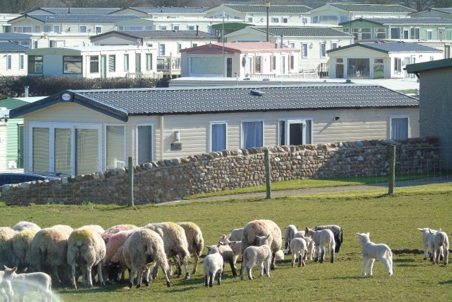 Spring lambs