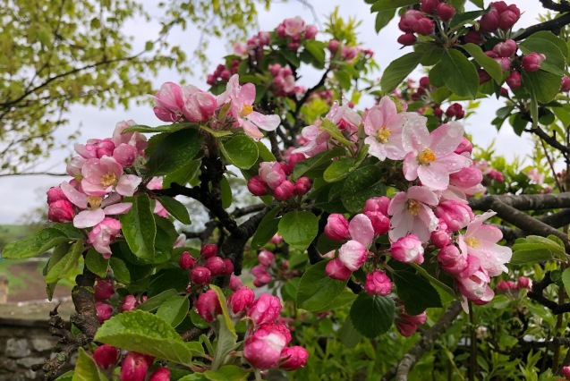 Spring apple blossom
